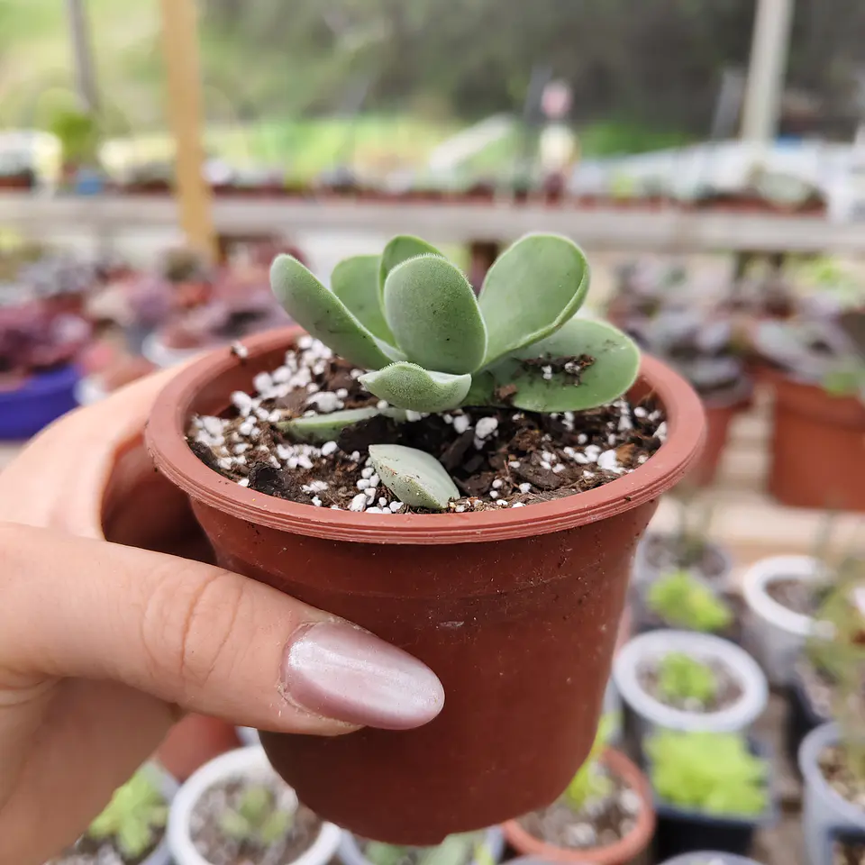 Crassula Cotyledonis 3