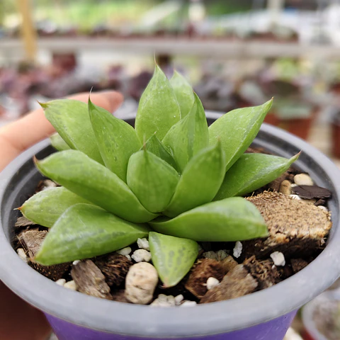 Haworthia Cymbiformis