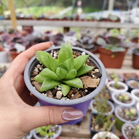 Haworthia Cymbiformis