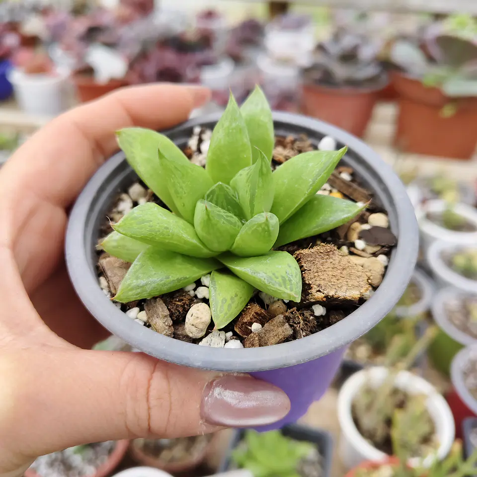 Haworthia Cymbiformis 3