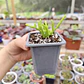 Crassula Muscosa - Miniatura 5