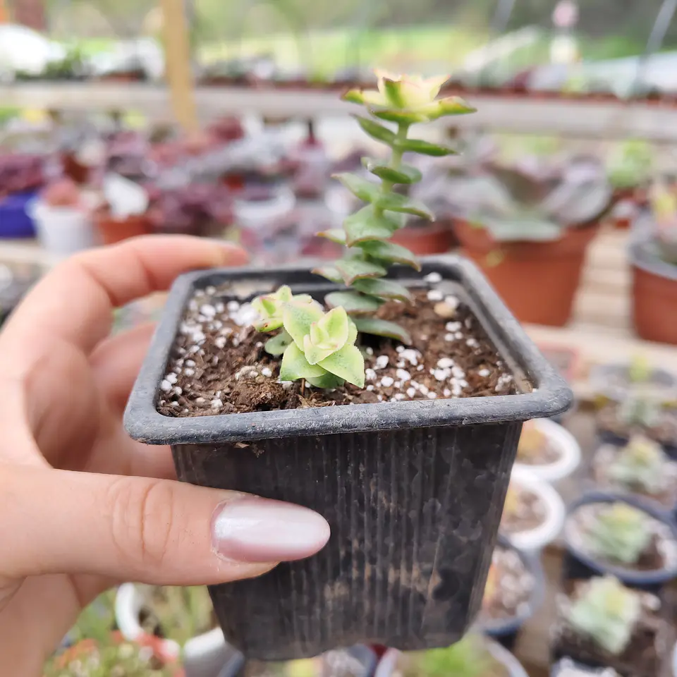 Crassula Perforata Variegada 2