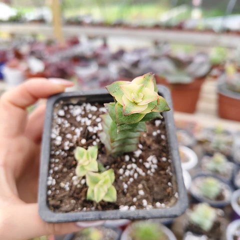 Crassula Perforata Variegada