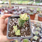 Crassula Perforata Variegada - Miniatura 1
