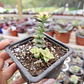 Crassula Perforata Variegada - Miniatura 3
