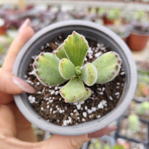 Cotyledon Tomentosa Lemon  (Garrita de oso)
