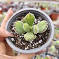 Cotyledon Tomentosa Lemon  (Garrita de oso) - Miniatura 1