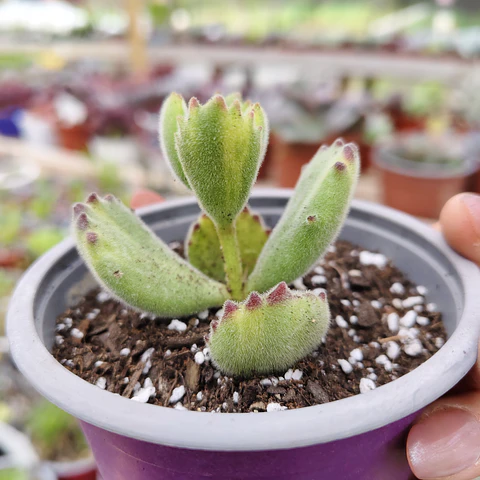 Cotyledon Tomentosa Lemon  (Garrita de oso)
