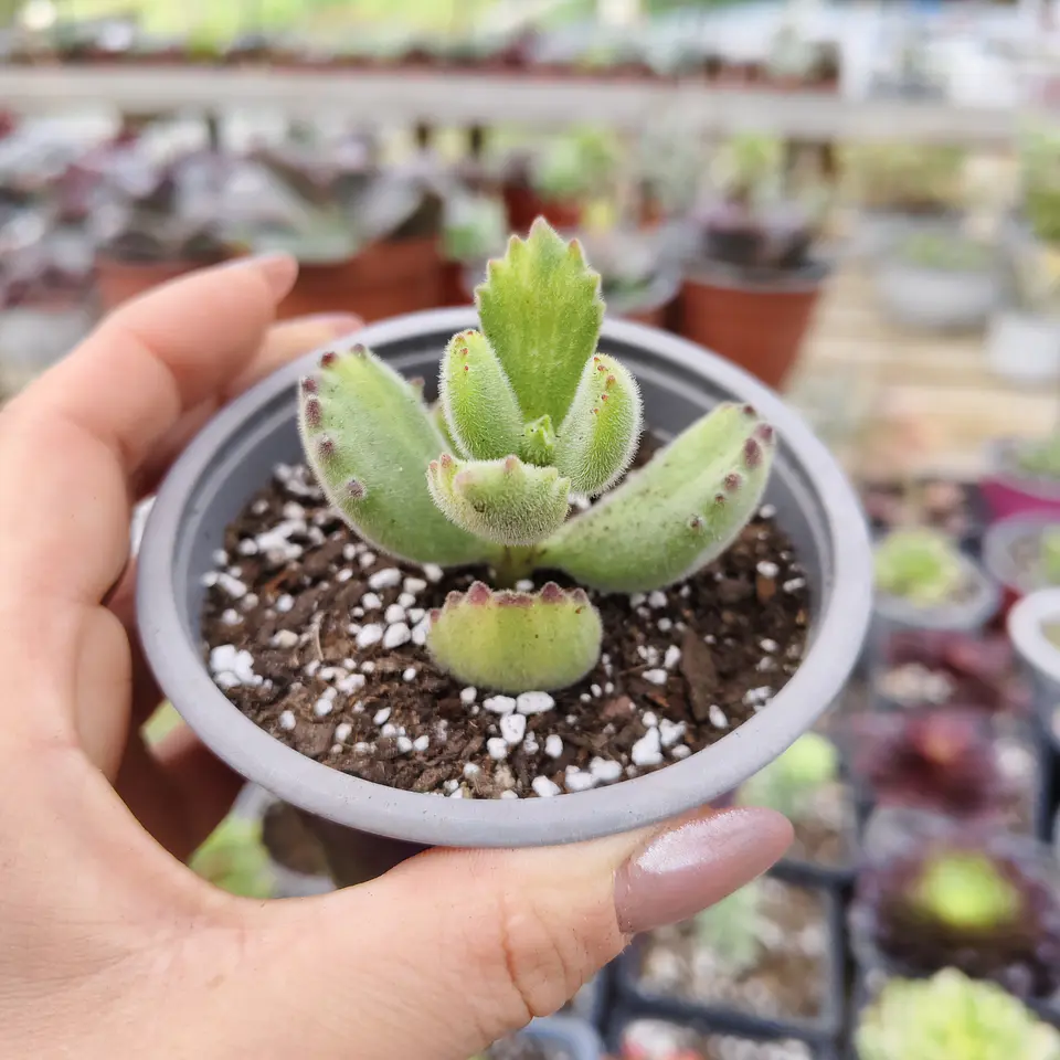 Cotyledon Tomentosa Lemon  (Garrita de oso) 3