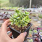 Crassula Rupestris 