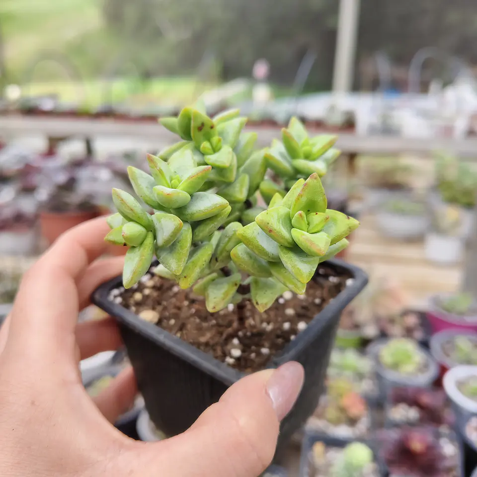 Crassula Rupestris 