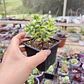 Crassula Rupestris 