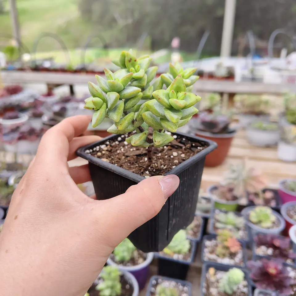 Crassula Rupestris 