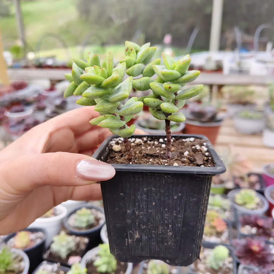 Crassula Rupestris 