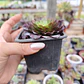 Aeonium Fiesta  - Miniatura 2