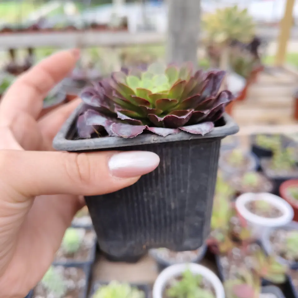 Aeonium Fiesta  2