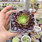 Aeonium Fiesta  - Miniatura 3