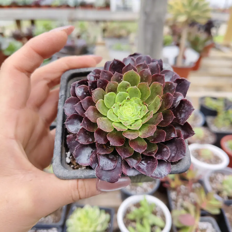 Aeonium Fiesta  3