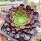 Aeonium Fiesta  - Miniatura 1