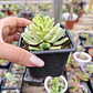 Aeonium Castello-Paivae  Variegado (Suncup) - Miniatura 2