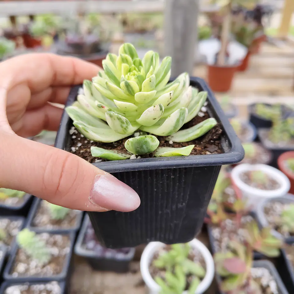 Aeonium Castello-Paivae  Variegado (Suncup) 2