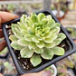 Aeonium Castello-Paivae  Variegado (Suncup) - Miniatura 1