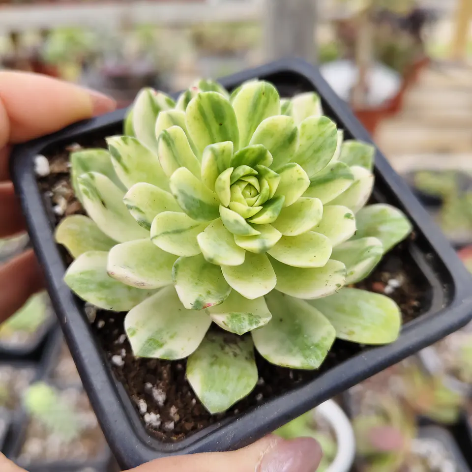 Aeonium Castello-Paivae  Variegado (Suncup) 1