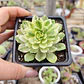 Aeonium Castello-Paivae  Variegado (Suncup) - Miniatura 3