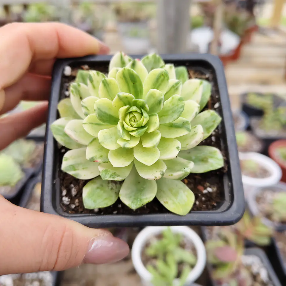Aeonium Castello-Paivae  Variegado (Suncup) 3