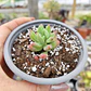Sedum Wayra - Miniatura 5