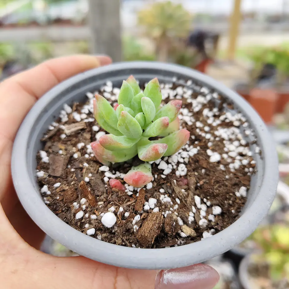 Sedum Wayra 5