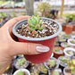 Sedum Wayra - Miniatura 6