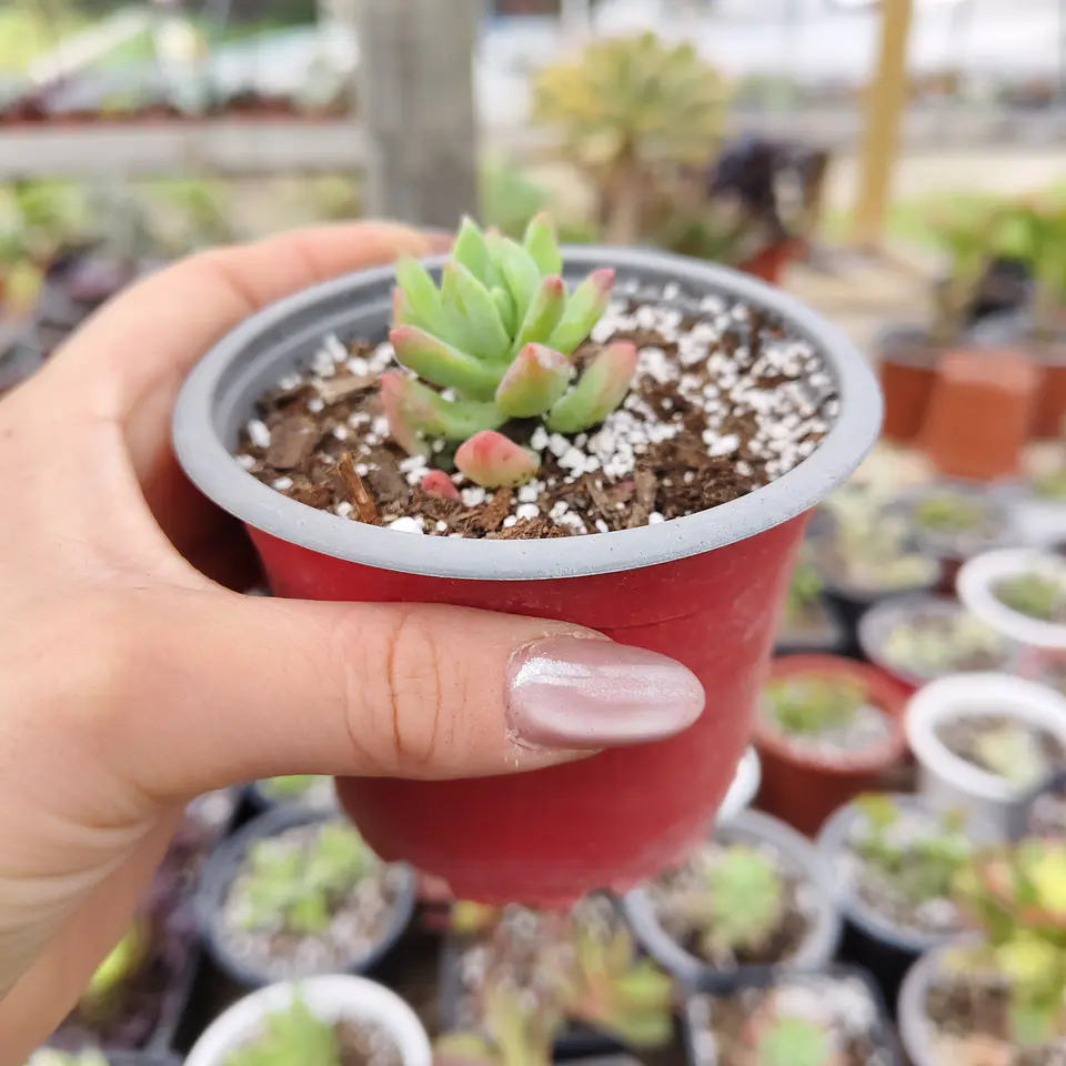 Sedum Wayra 6