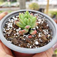 Sedum Wayra - Miniatura 7