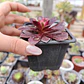 Aeoinum Medusa  - Miniatura 3