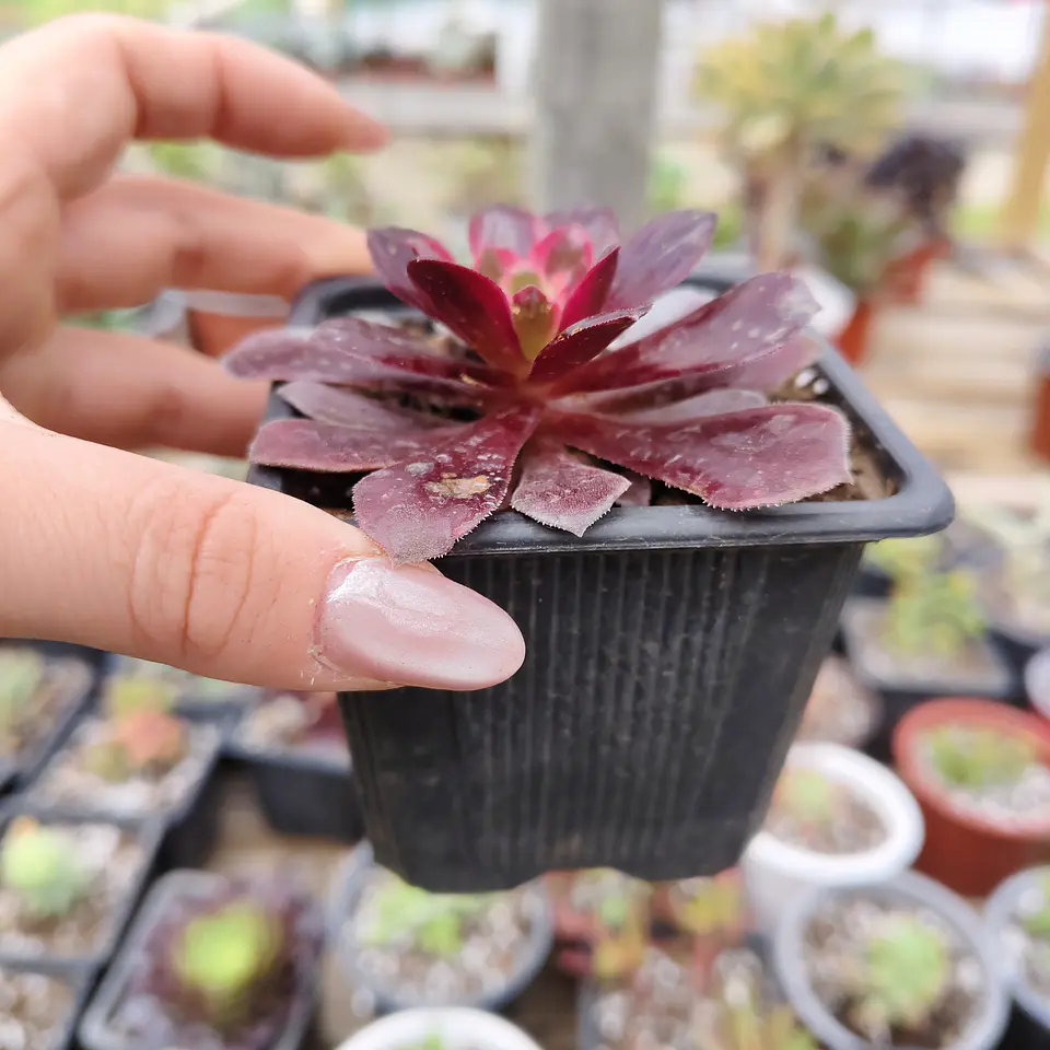 Aeoinum Medusa  3