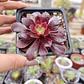 Aeoinum Medusa  - Miniatura 2