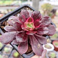 Aeoinum Medusa  - Miniatura 1