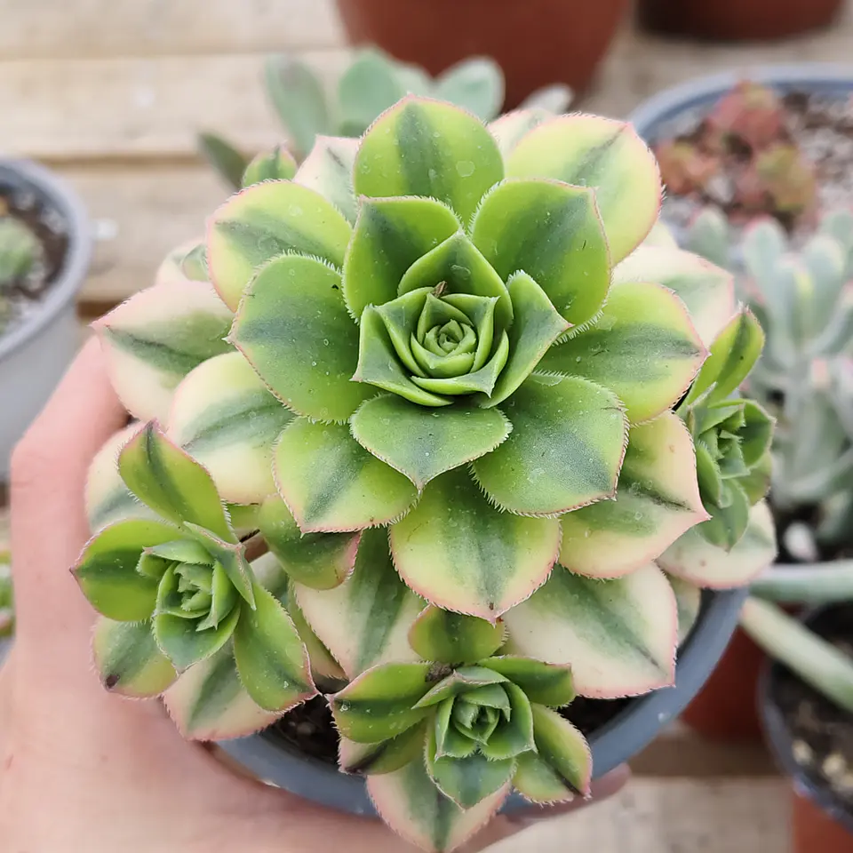 Aeonium Florence  1