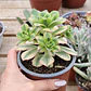 Aeonium Florence  - Miniatura 2