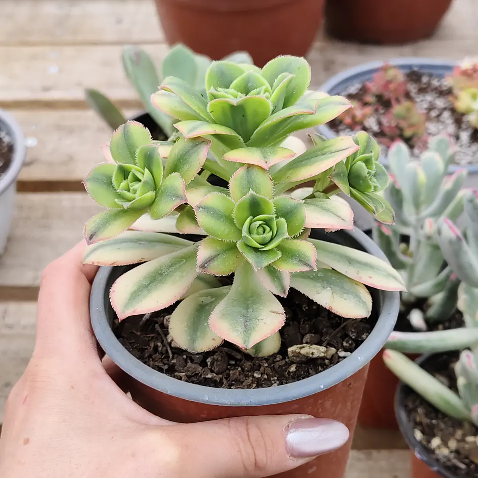Aeonium Florence  2