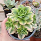 Aeonium Florence  - Miniatura 3