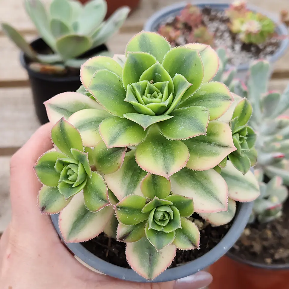 Aeonium Florence  3