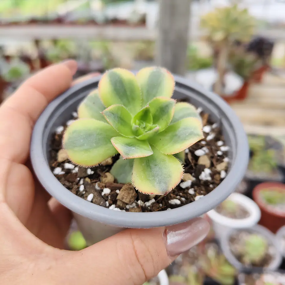 Aeonium Florence  4