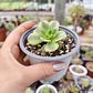 Aeonium Florence  - Miniatura 5