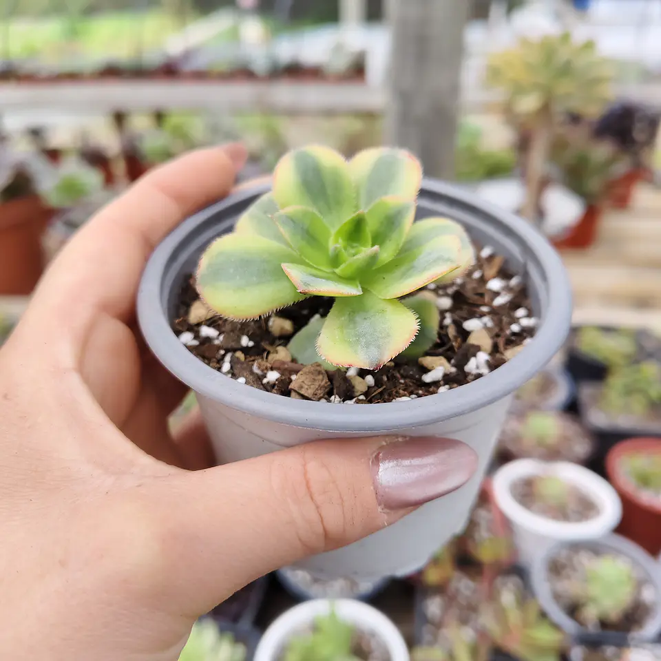 Aeonium Florence  5