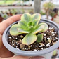 Aeonium Florence  - Miniatura 6