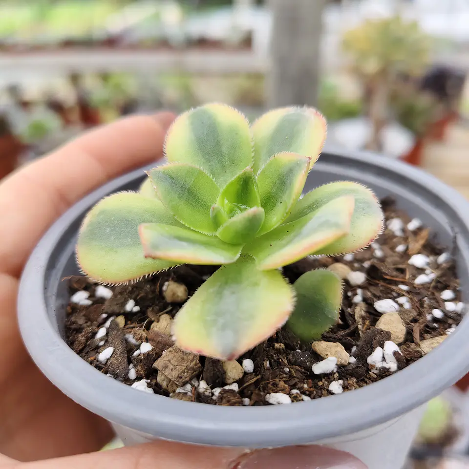 Aeonium Florence  6