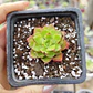 Sedeveria Letizia - Miniatura 4