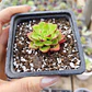 Sedeveria Letizia - Miniatura 5